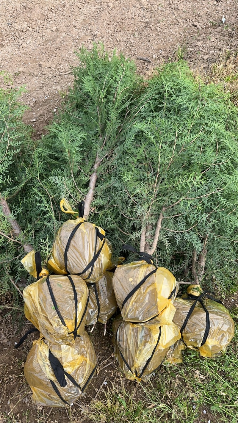 侧柏1.5米挖20土球