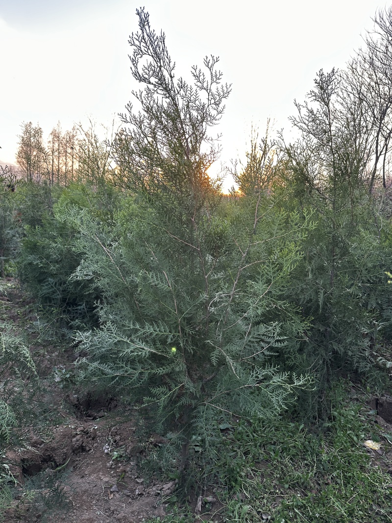 侧柏1.5米挖20土球