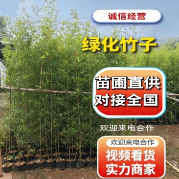 基地直销：刚竹琴丝竹孝顺竹青皮竹罗汉竹葫芦竹