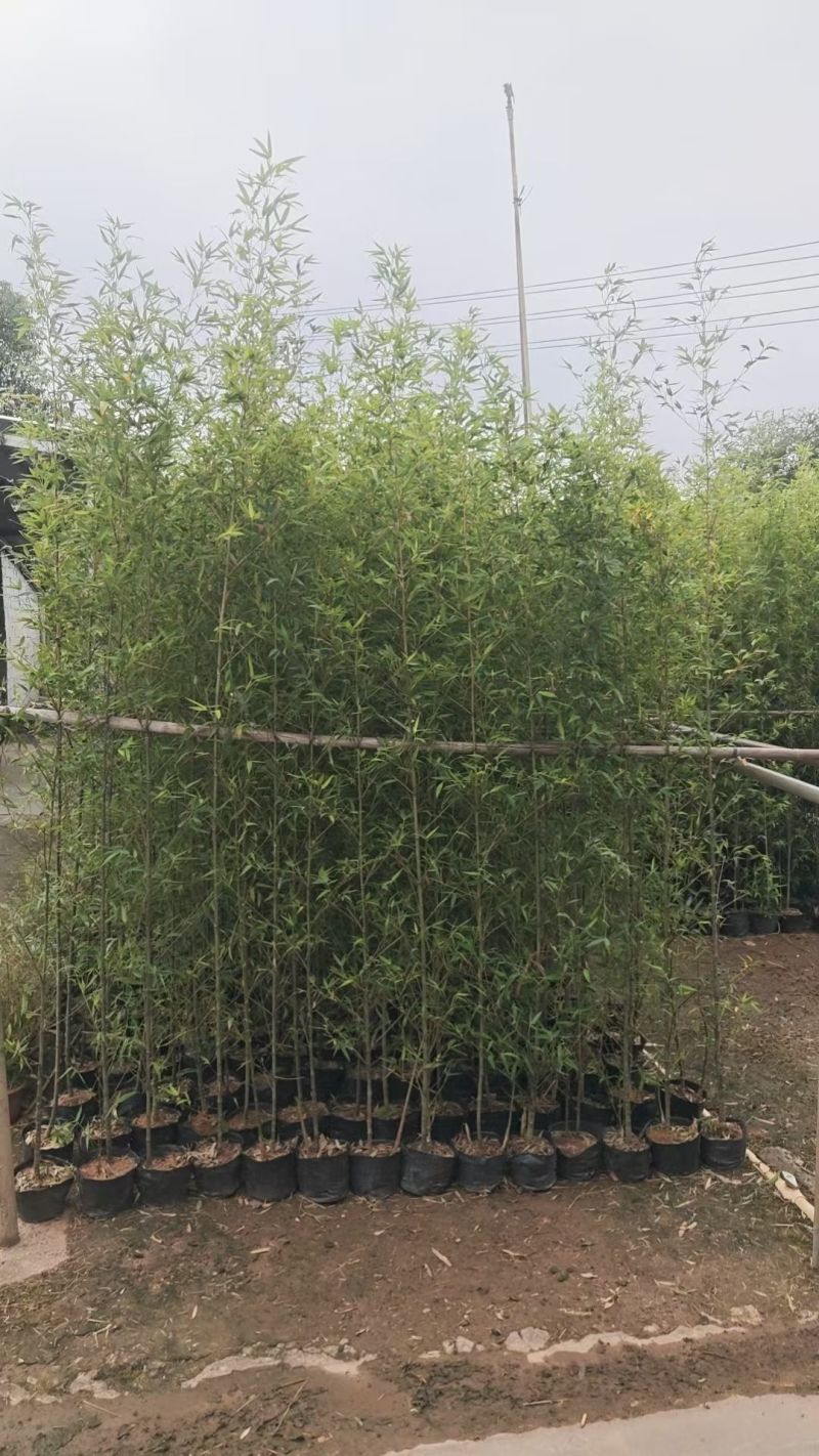 基地直销：刚竹琴丝竹孝顺竹青皮竹罗汉竹葫芦竹