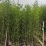 基地直销：刚竹琴丝竹孝顺竹青皮竹罗汉竹葫芦竹