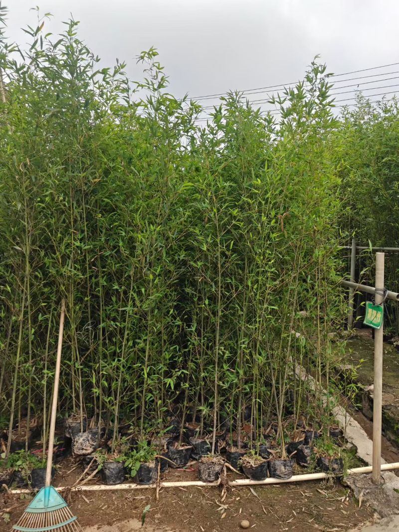 基地直销：刚竹琴丝竹孝顺竹青皮竹罗汉竹葫芦竹