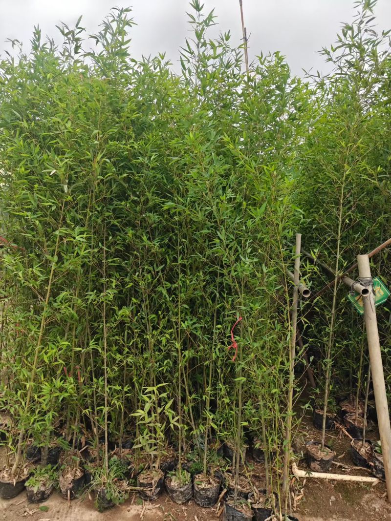 基地直销：刚竹琴丝竹孝顺竹青皮竹罗汉竹葫芦竹