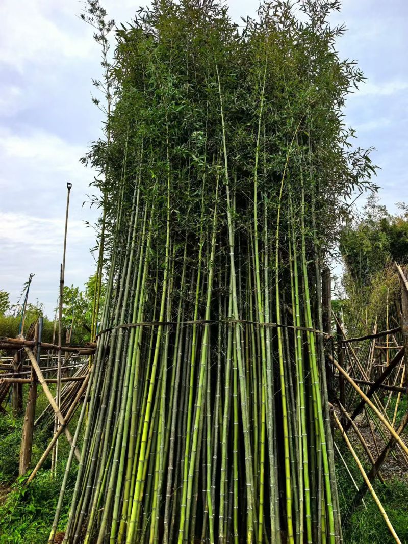 基地直销：刚竹琴丝竹孝顺竹青皮竹罗汉竹葫芦竹