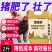 断奶小猪，育肥猪快速催肥拉骨架一头猪多赚300元