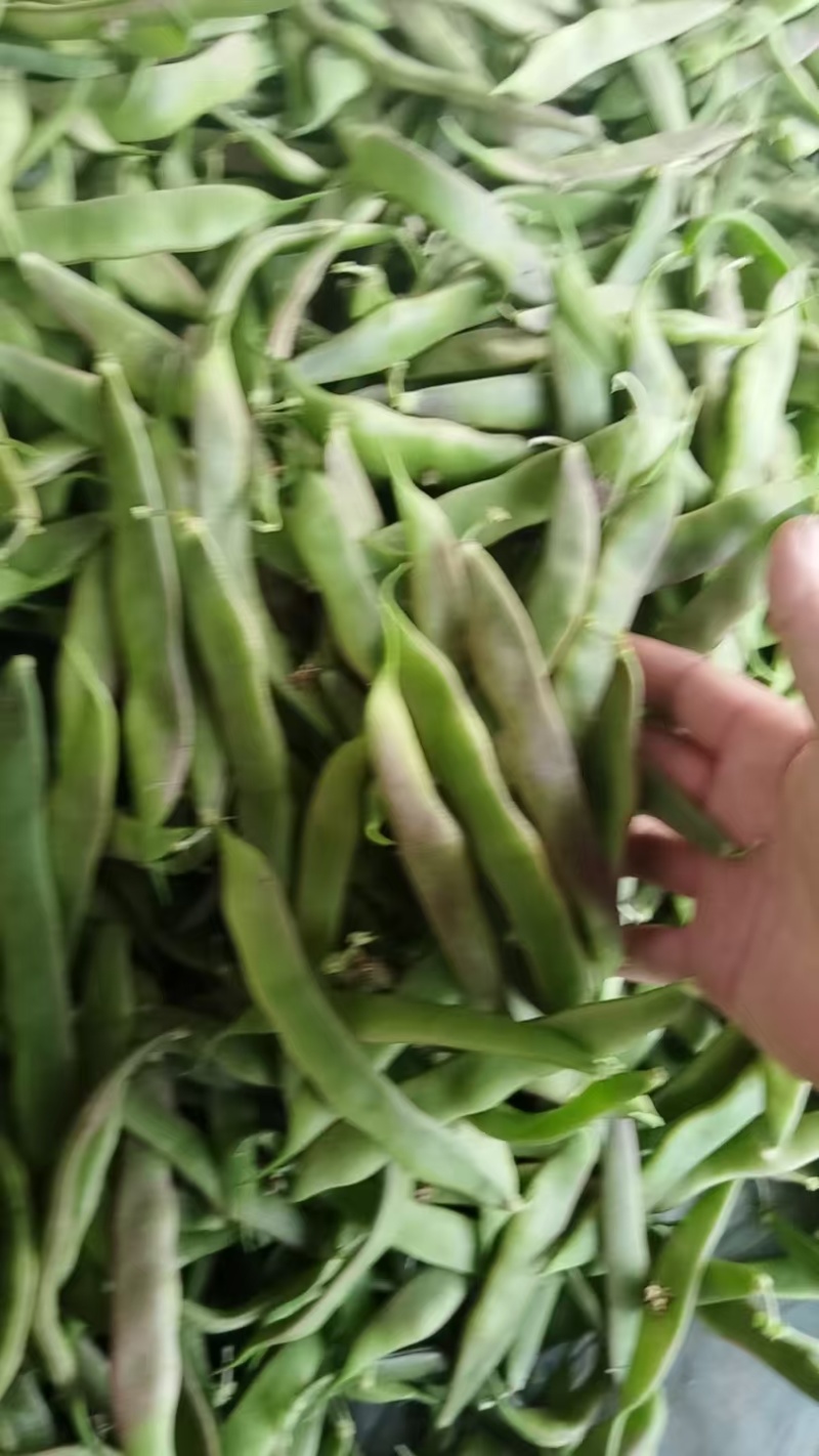 山豆油豆角紫花油豆基地一手货源大量有货可视频看货