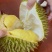 金枕榴莲一手批发，a果保5房，货源充足，质量保证
