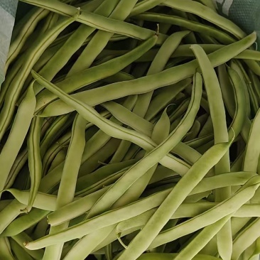 精品白芸豆大量上市中