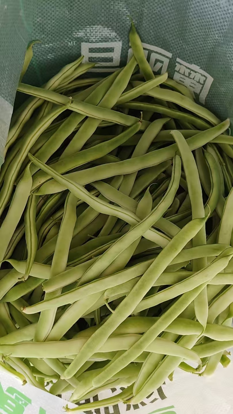 精品白芸豆大量上市中