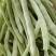 精品白芸豆大量上市中