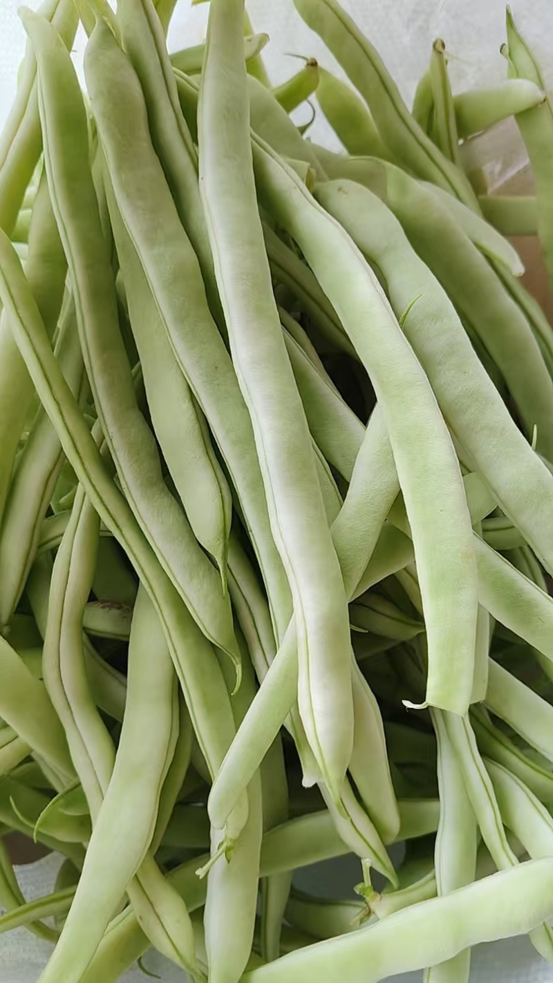 精品白芸豆大量上市中