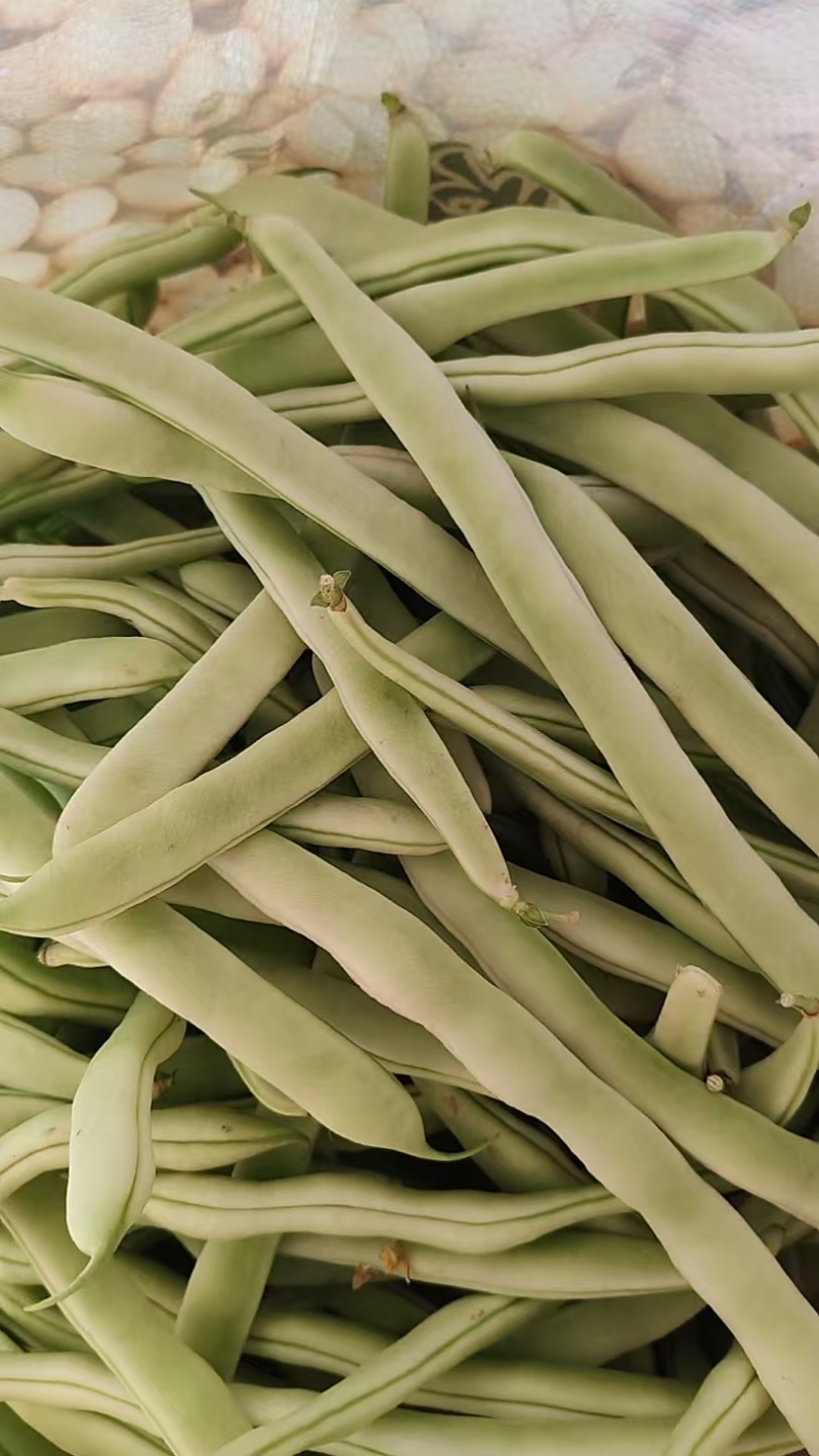 精品白芸豆大量上市中