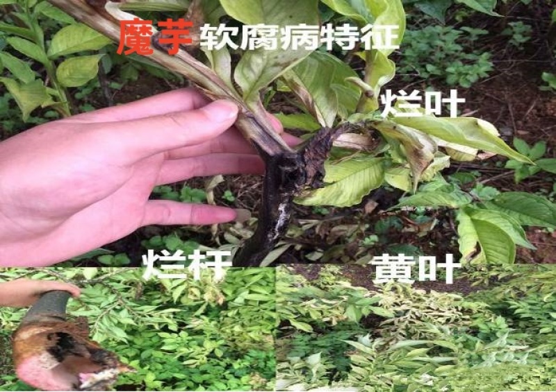 根腐惠康根腐青枯立枯茎基腐黑胫病四菌联合无抗性不烧根烧苗