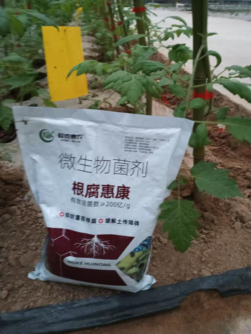 根腐惠康根腐青枯立枯茎基腐黑胫病四菌联合无抗性不烧根烧苗