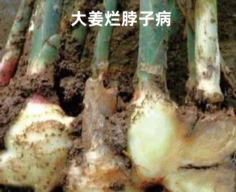 根腐惠康根腐青枯立枯茎基腐黑胫病四菌联合无抗性不烧根烧苗