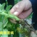 根腐惠康根腐青枯立枯茎基腐黑胫病四菌联合无抗性不烧根烧苗