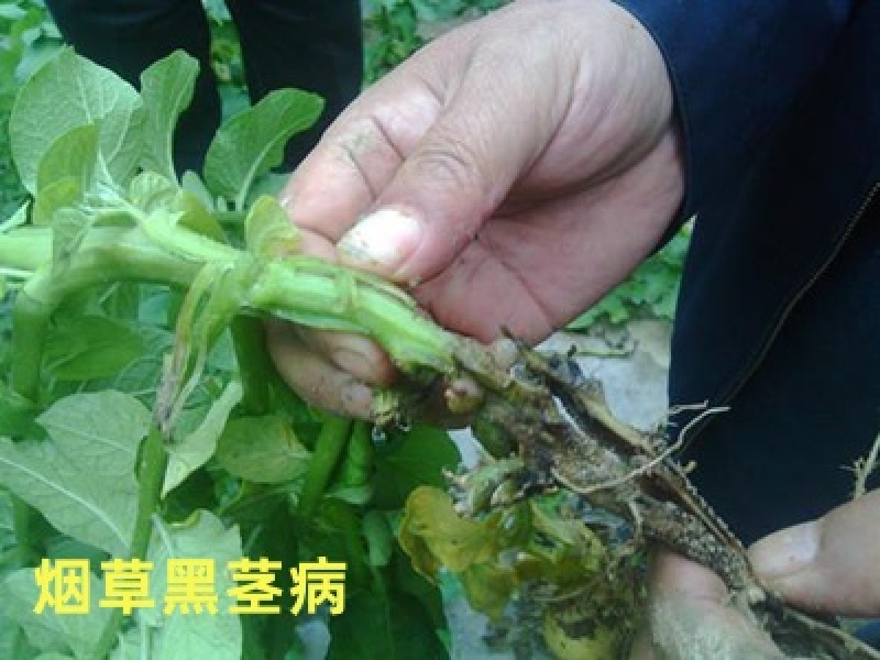 根腐惠康根腐青枯立枯茎基腐黑胫病四菌联合无抗性不烧根烧苗