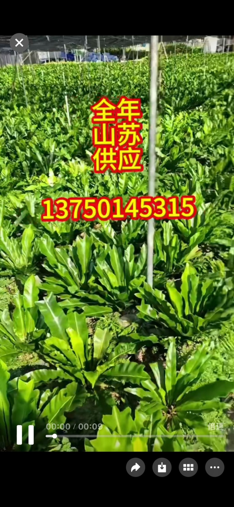 山苏菜