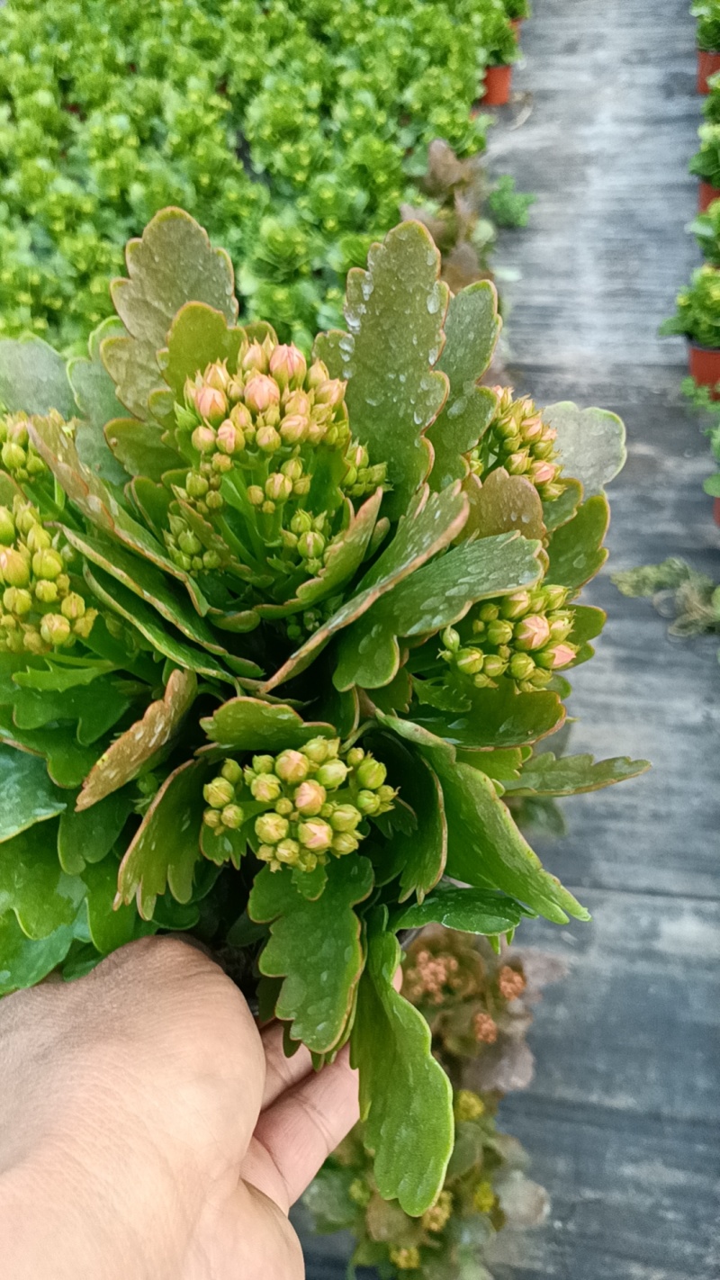 长寿花