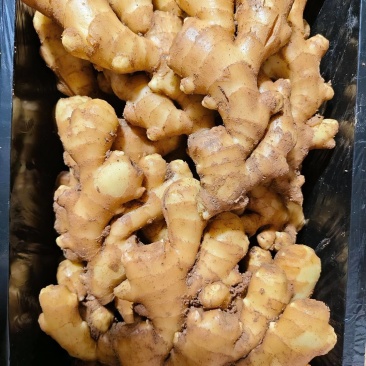山东大姜