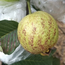 精品红宝石红心芭乐（番石榴）