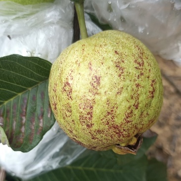 精品红宝石红心芭乐（番石榴）