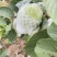 精品红宝石红心芭乐（番石榴）