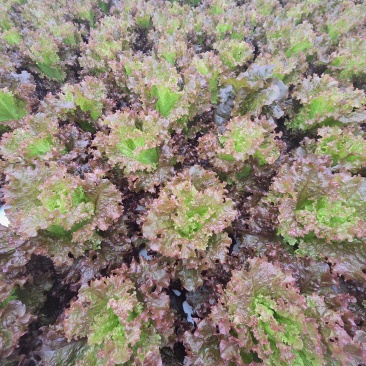 水培生菜