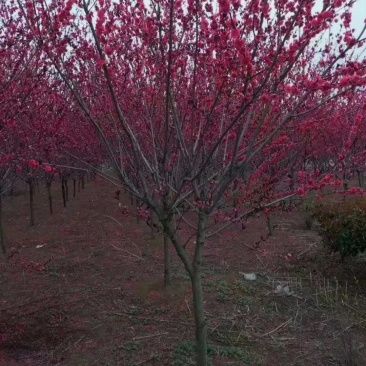 绿红碧桃树庭院观赏桃花紫叶碧桃苗别墅风景树紫叶桃树苗南方