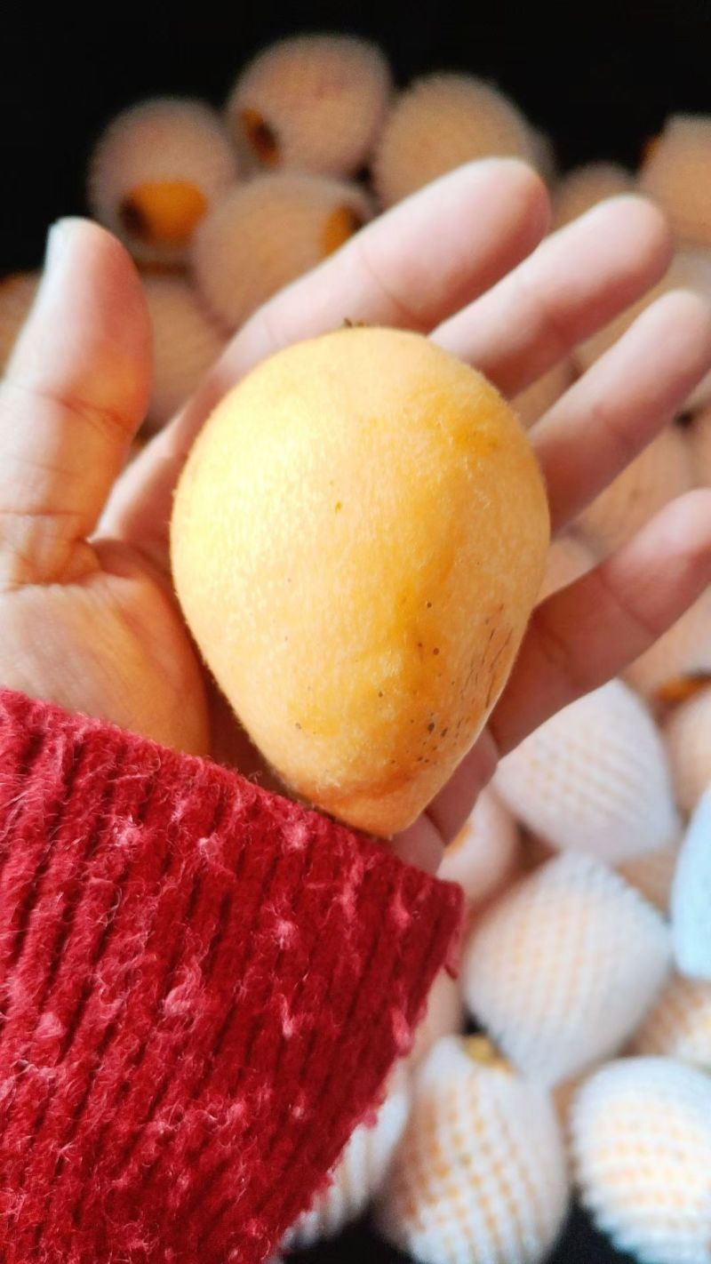莆田枇杷