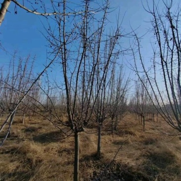 【带花苞】垂丝海棠开花正品海棠花长寿冠树苗盆景老垂丝海棠