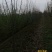 【带花苞】垂丝海棠开花正品海棠花长寿冠树苗盆景老垂丝海棠