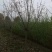 【带花苞】垂丝海棠开花正品海棠花长寿冠树苗盆景老垂丝海棠