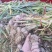 杞县精品把子蒜把蒜有质量问题退货退款