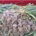 杞县精品把子蒜把蒜有质量问题退货退款