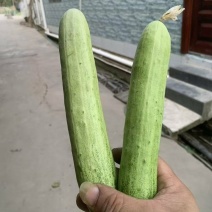 本地燕白黄瓜