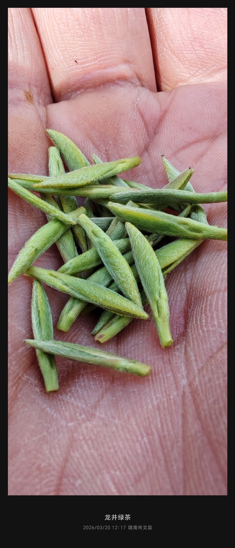 陇南绿茶，马家山龙井四十三，老茶客，私人订制，不做供应商