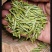 陇南绿茶，马家山龙井四十三，老茶客，私人订制，不做供应商