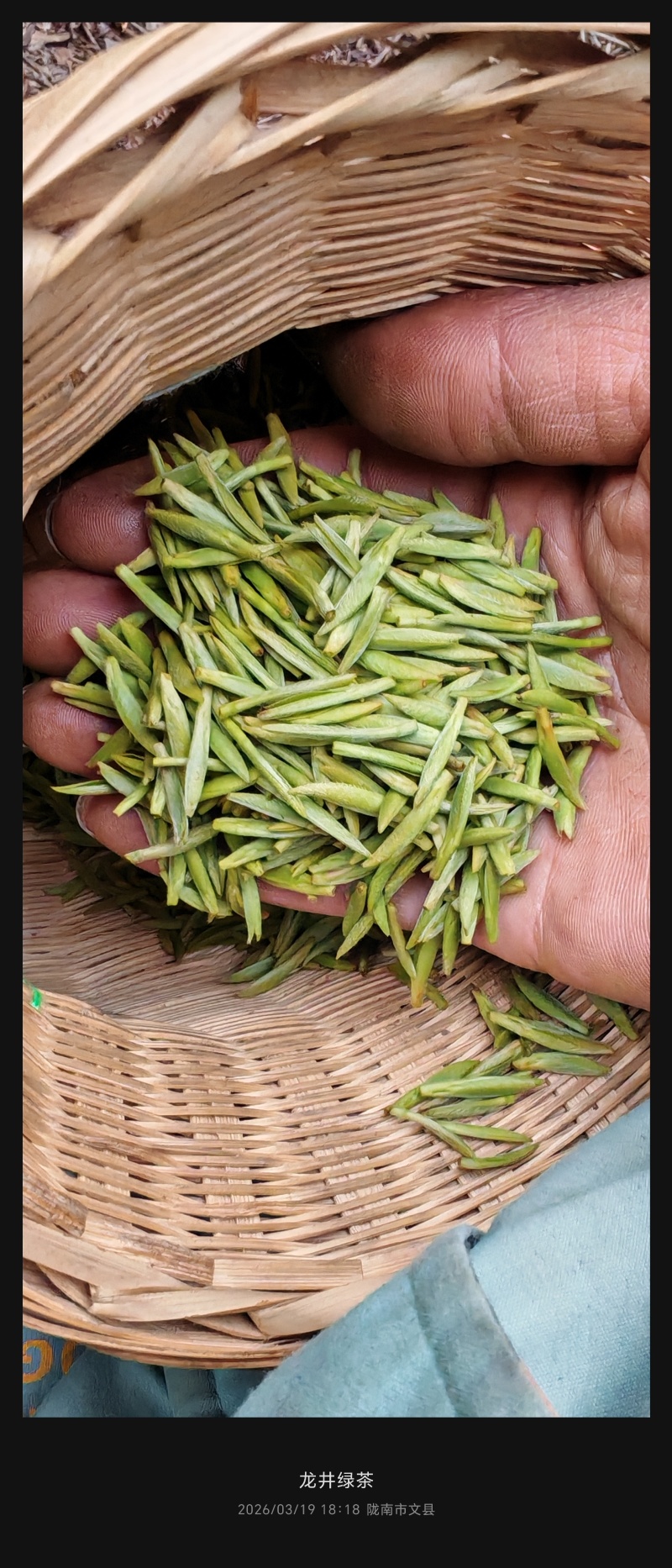 陇南绿茶，马家山龙井四十三，老茶客，私人订制，不做供应商