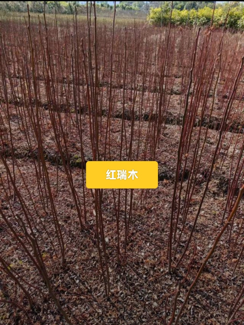 红瑞木
