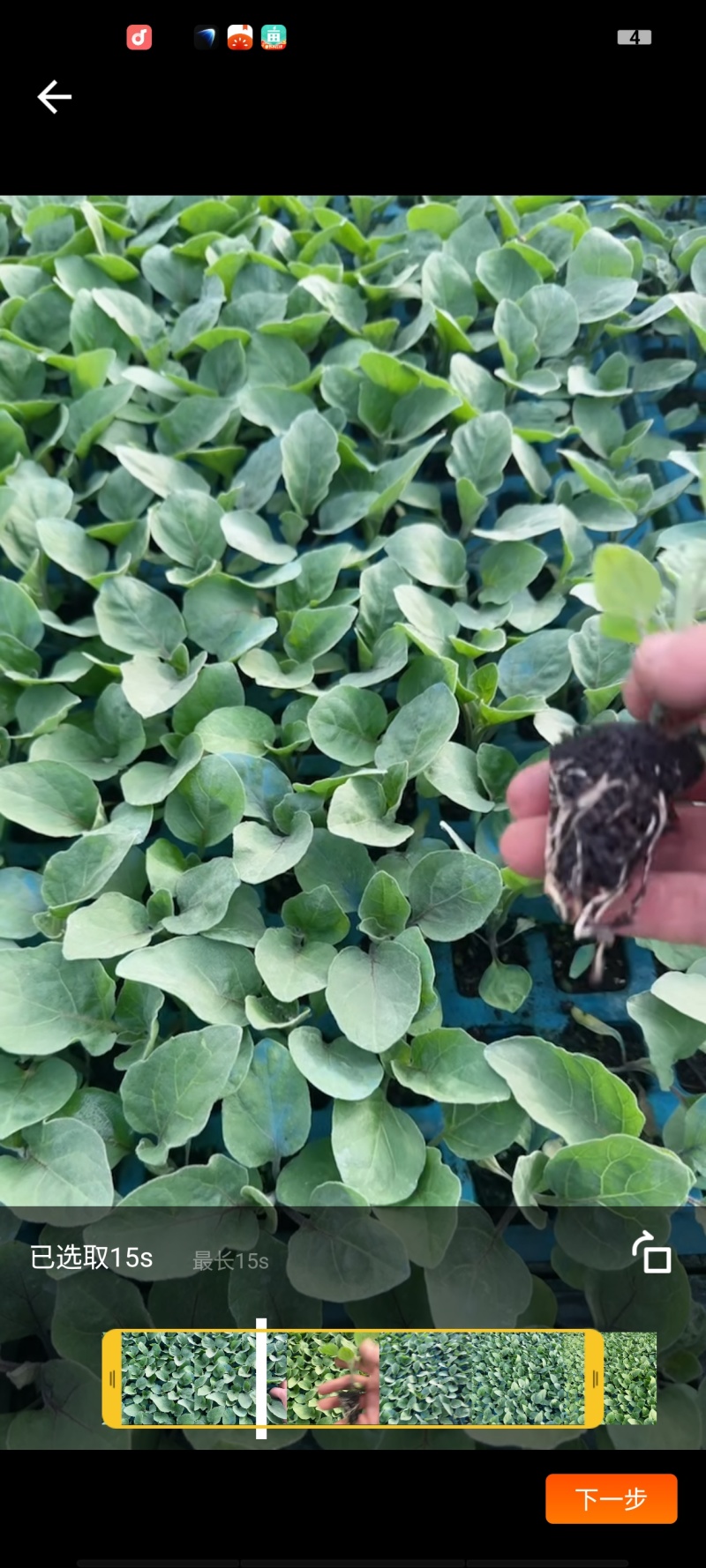 烧烤茄子苗/通海县育苗基地直供/量大从优抗病高产