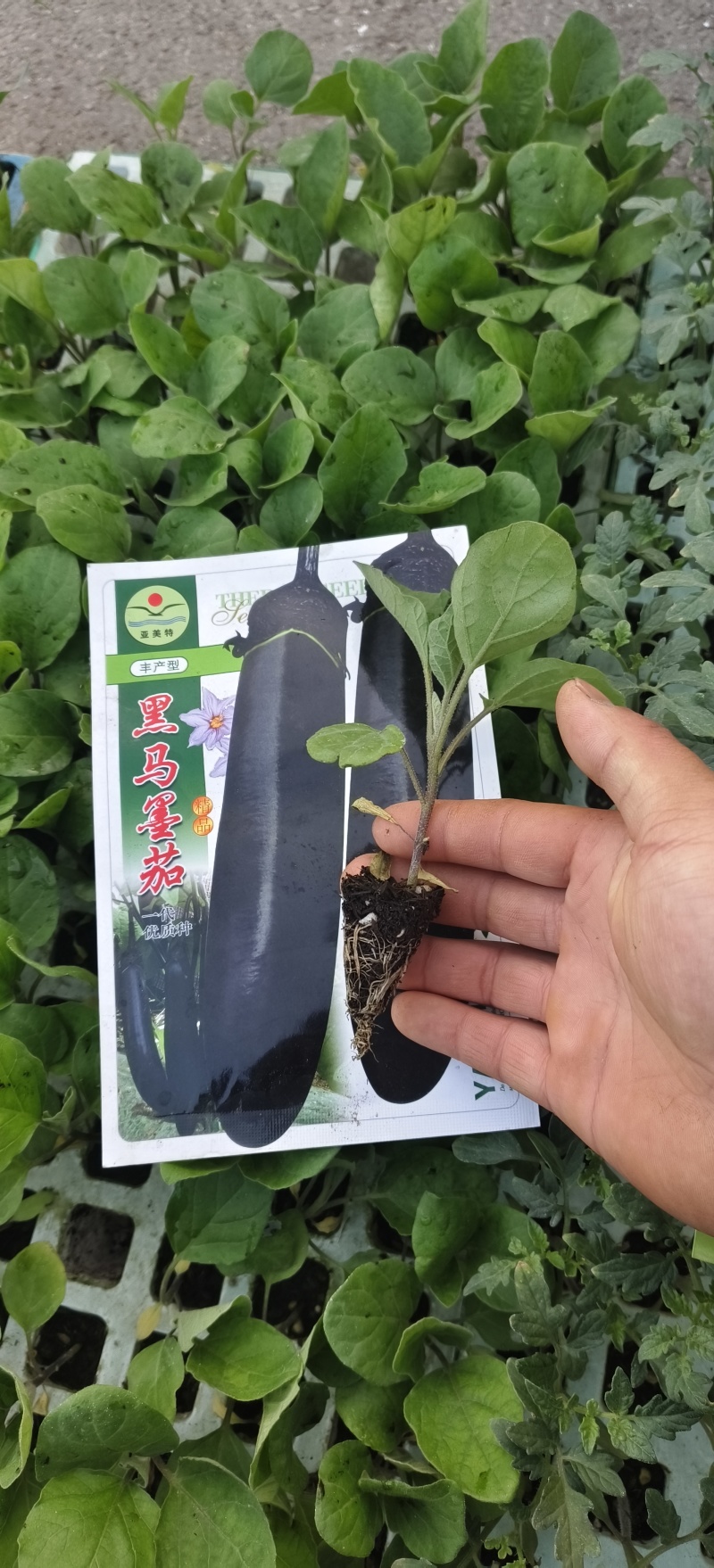 烧烤茄子苗/通海县育苗基地直供/量大从优抗病高产