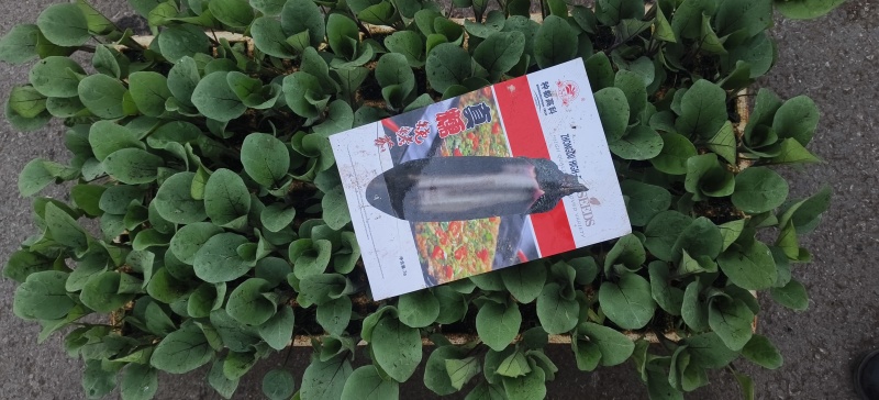 烧烤茄子苗/通海县育苗基地直供/量大从优抗病高产