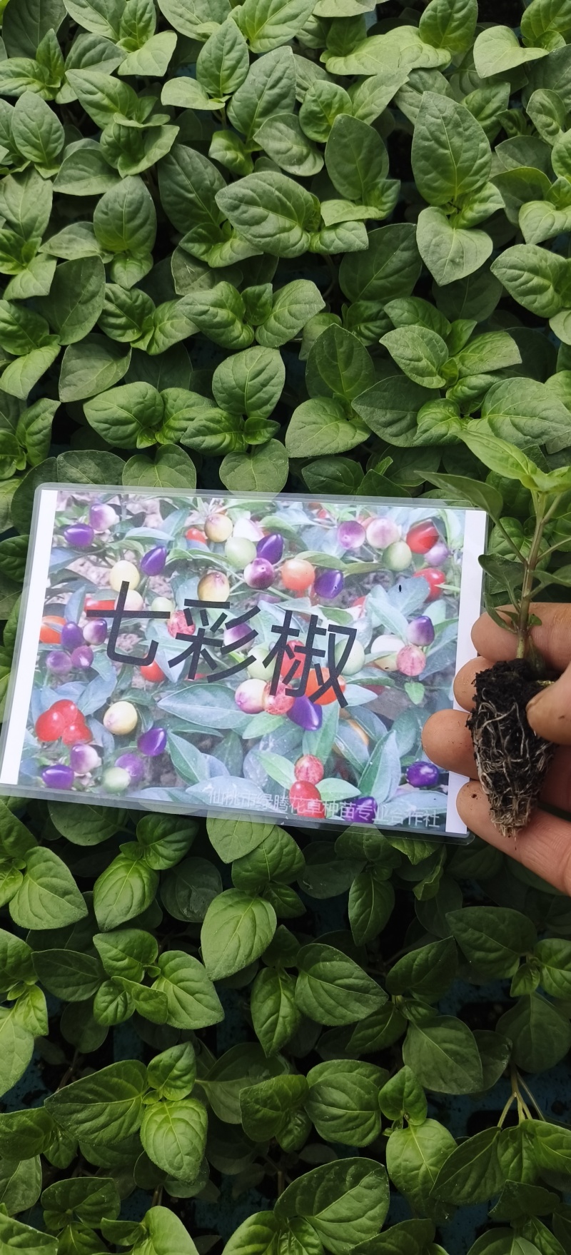 线椒苗/通海县育苗基地直供/量大从优抗病高产