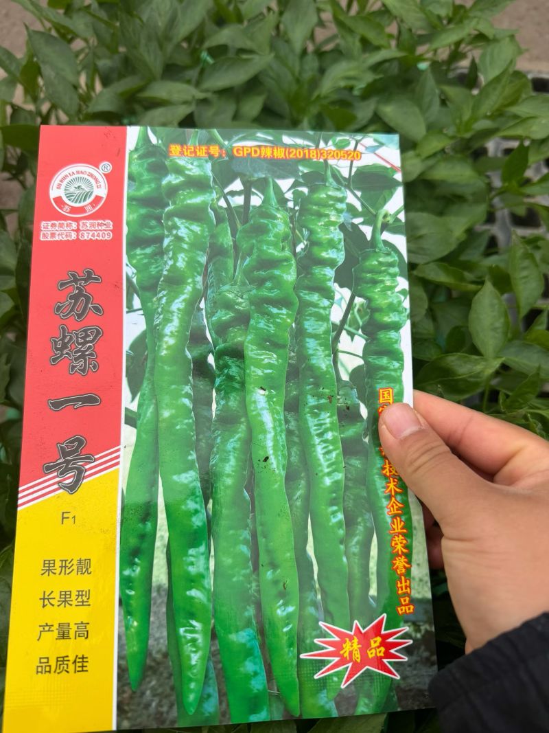 线椒苗/通海县育苗基地直供/量大从优抗病高产