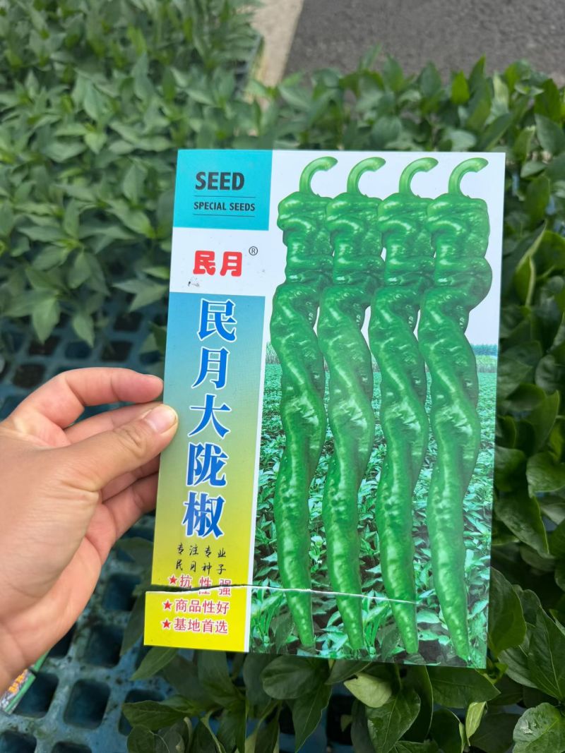 线椒苗/通海县育苗基地直供/量大从优抗病高产