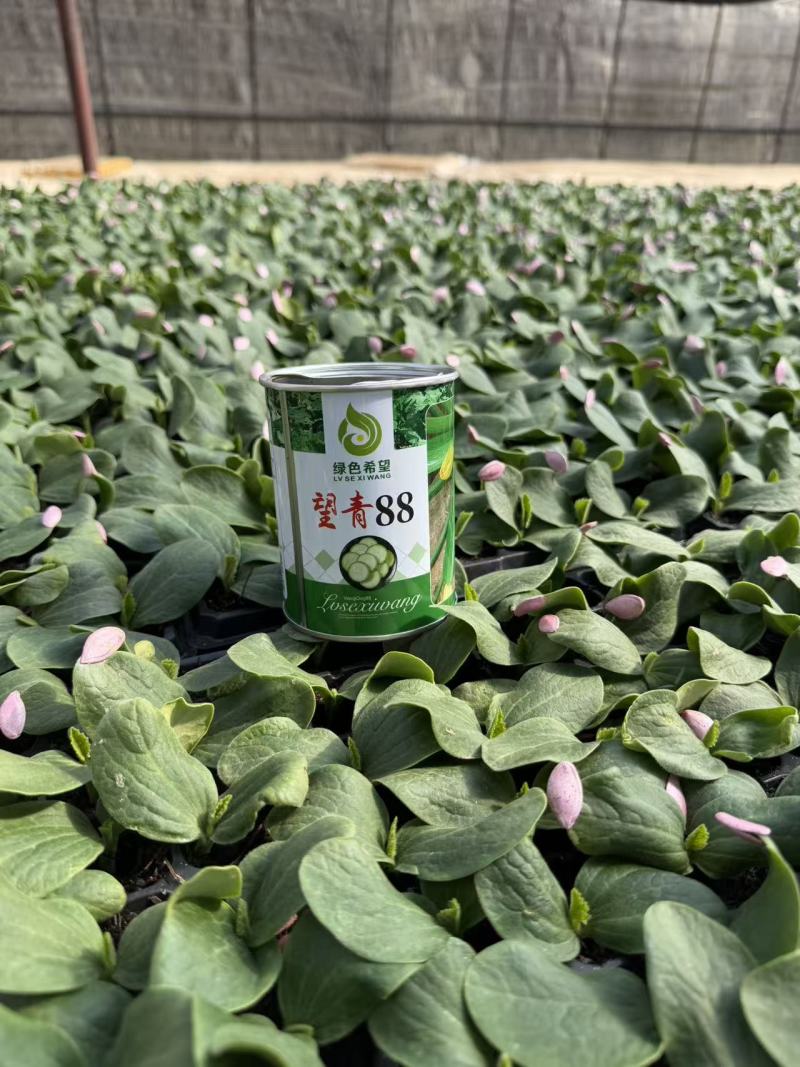 小瓜苗西葫芦苗云南通海育苗基地直供现挖现发量大从优