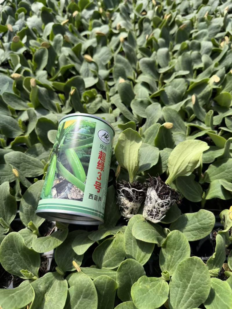 小瓜苗西葫芦苗云南通海育苗基地直供现挖现发量大从优
