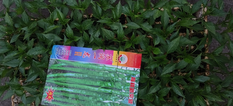 辣椒苗品种齐全育苗基地直供现挖现发量大从优抗病高产