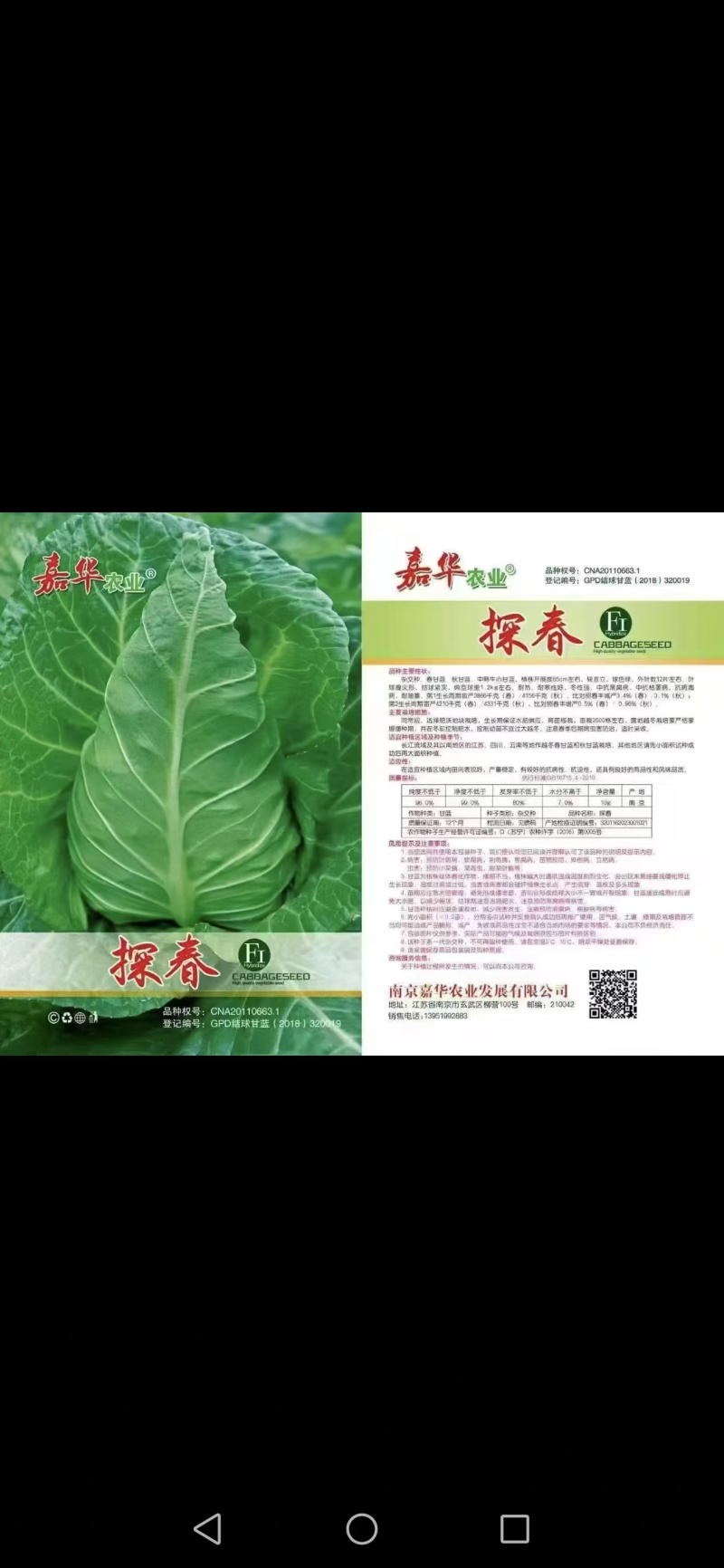 《牛心甘蓝苗》牛心甘蓝苗/现挖现发抗病高产耐寒量大从优